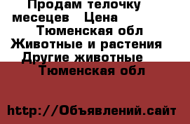 Продам телочку 8-9месецев › Цена ­ 20 000 - Тюменская обл. Животные и растения » Другие животные   . Тюменская обл.